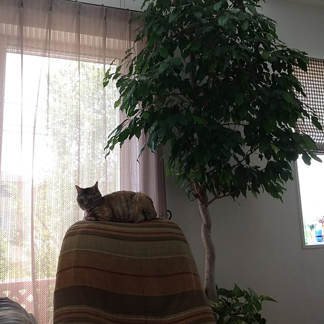 shinさんの実例写真