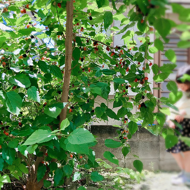 akanekoさんの実例写真