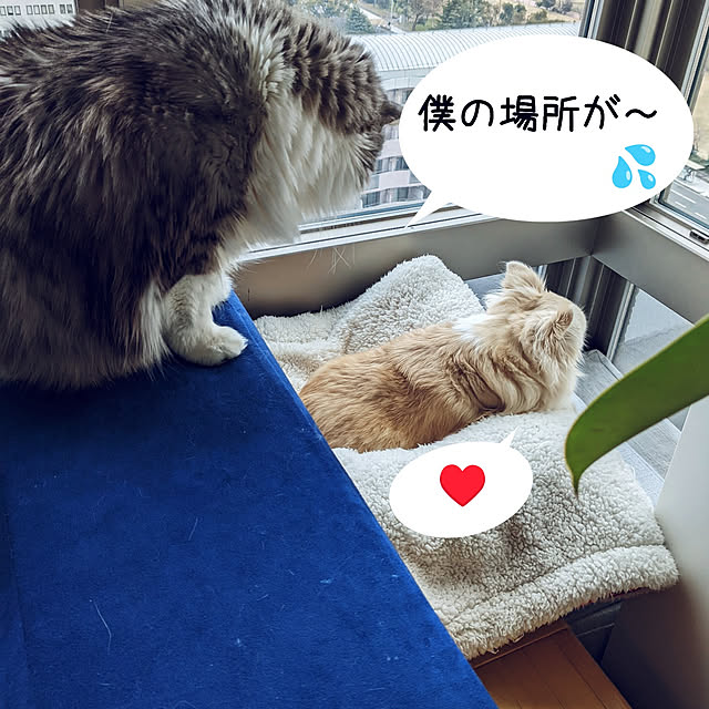 ponさんの実例写真