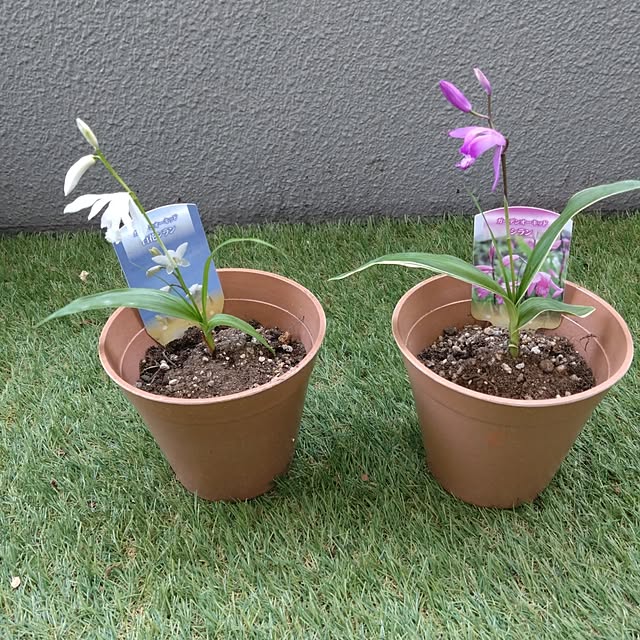 kakkaさんの実例写真