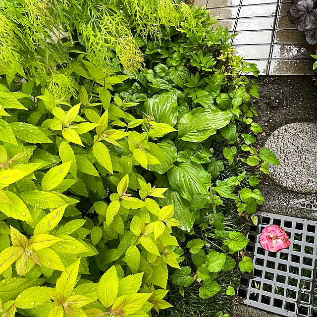 mamizaさんの実例写真