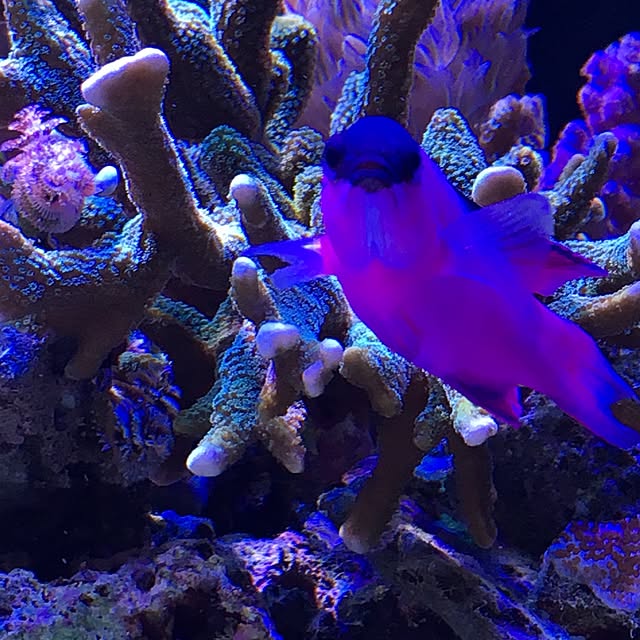 aquarium_seaさんの実例写真