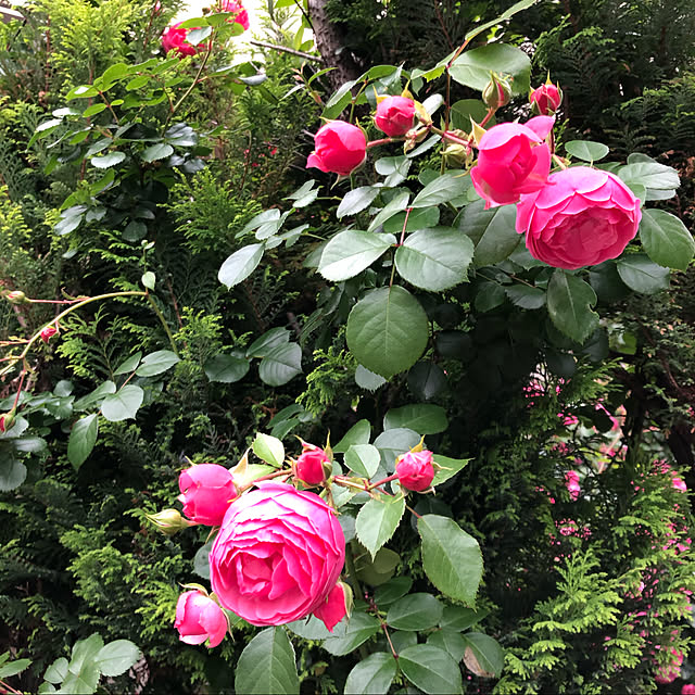 roserose555さんの実例写真