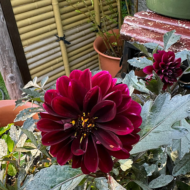 mamizaさんの部屋