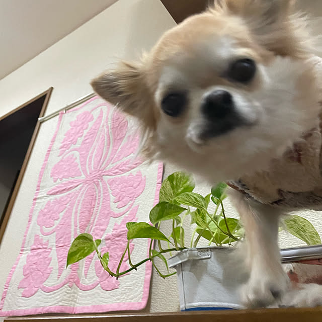 natsumiさんの実例写真