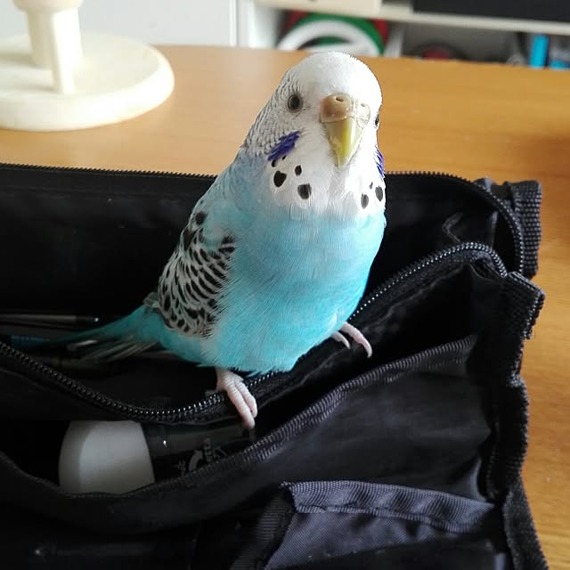 yukkieさんの実例写真