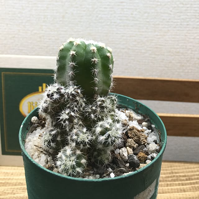 tetra163さんの実例写真