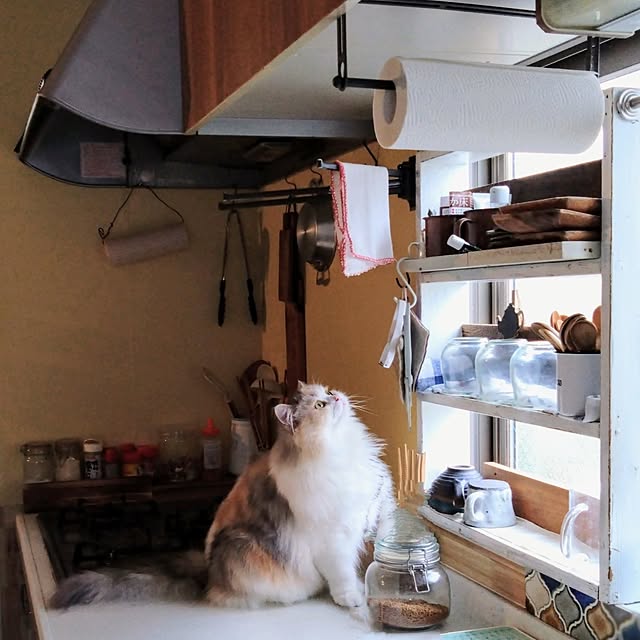 キッチン/男前もナチュラルも好き/模様替えしたい/猫のいる生活/ねこと暮らす...などのインテリア実例 - 2025-05-17 10:21:38