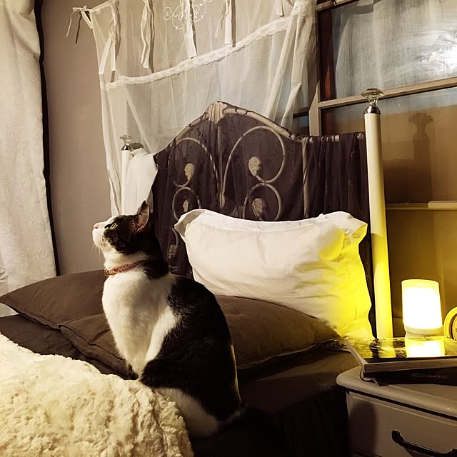 Shihoさんの実例写真