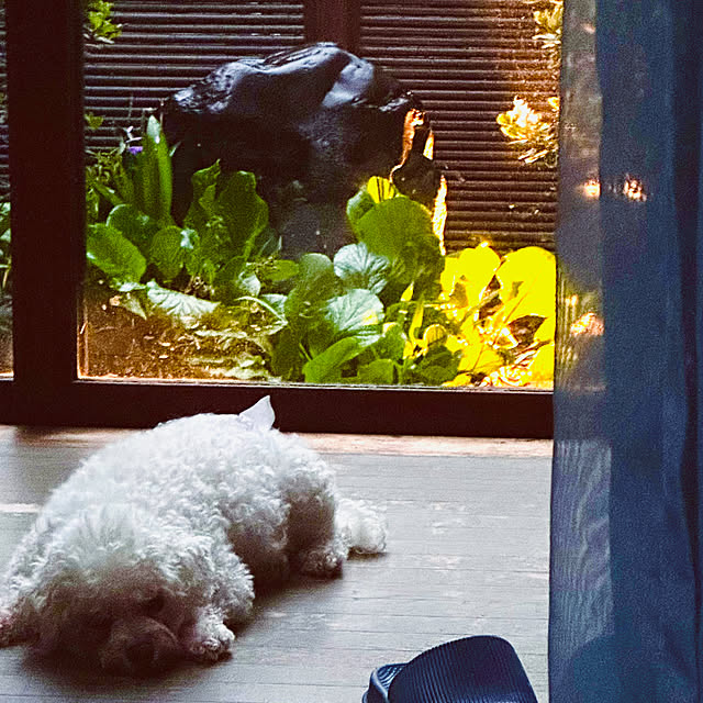 chacoさんの部屋