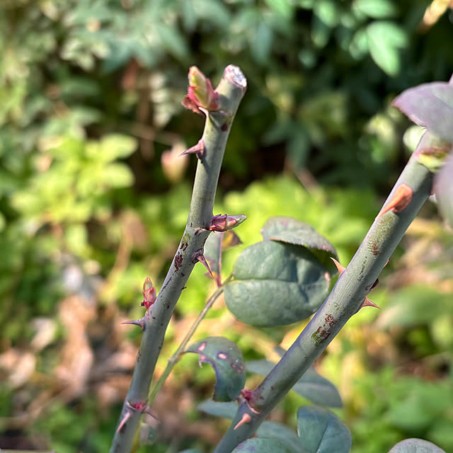 SIELUさんの部屋