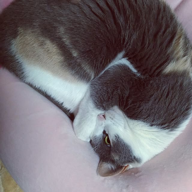 実例写真