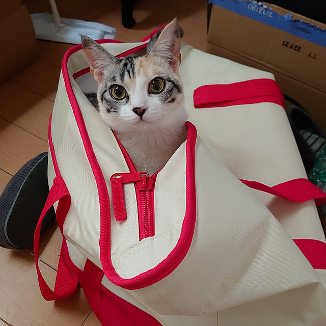 shinobuさんの実例写真