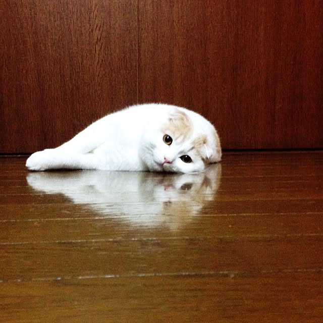 onojiijiさんの実例写真