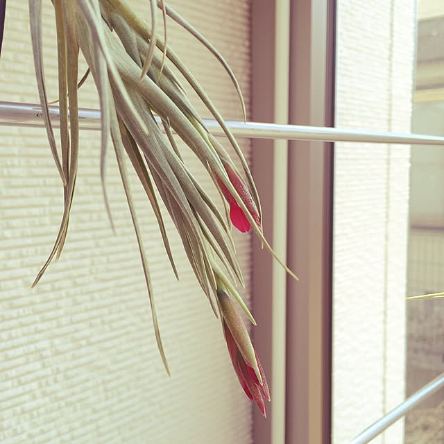 S-Tillandsiaさんの実例写真