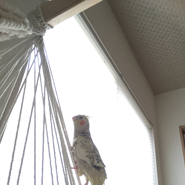 yuikonaさんの実例写真