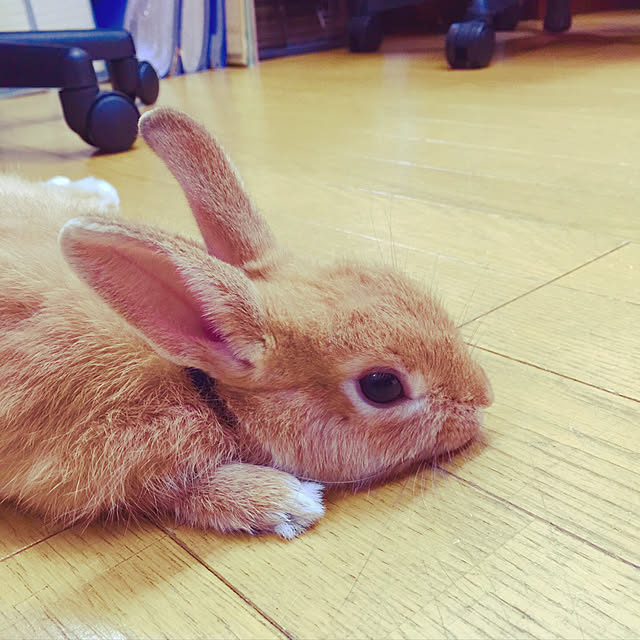 Yasuyukiさんの実例写真