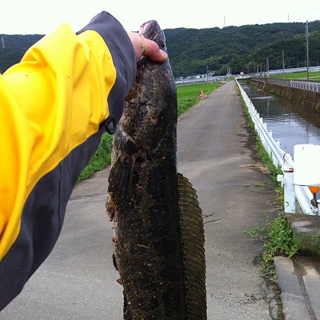 masakiさんの実例写真