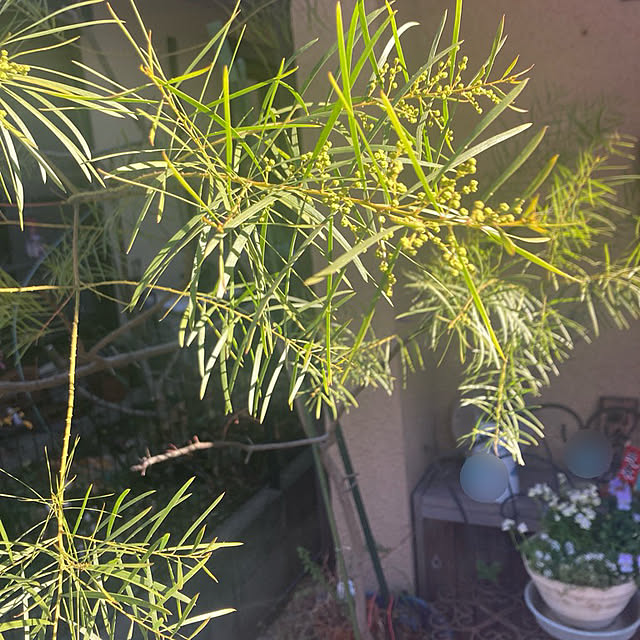 amiromikaさんの実例写真