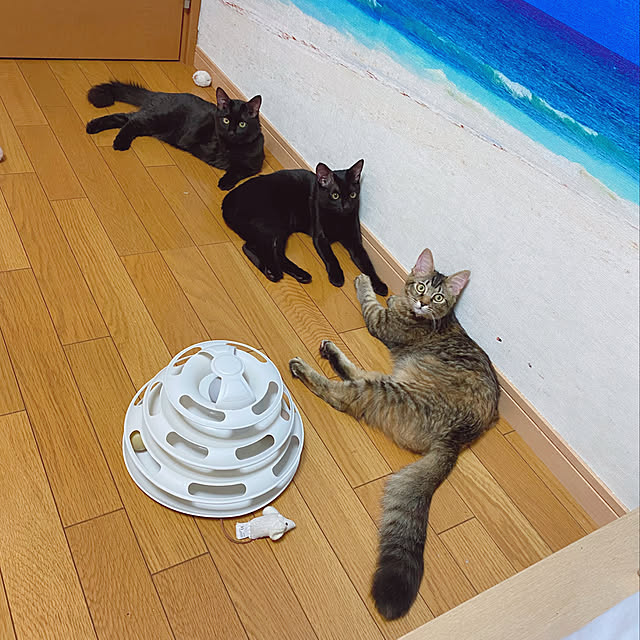 prelumoさんの実例写真
