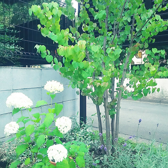 daisyさんの実例写真