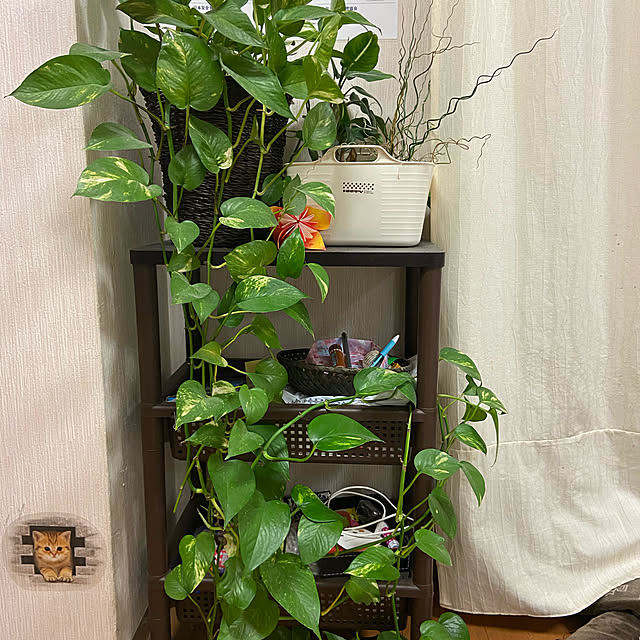 maru0512さんの実例写真