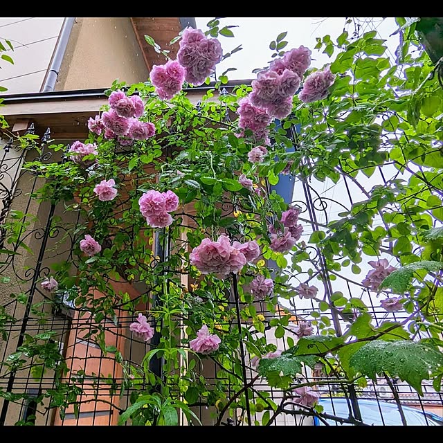 aromameさんの部屋