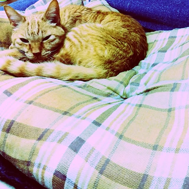 sachiさんの実例写真