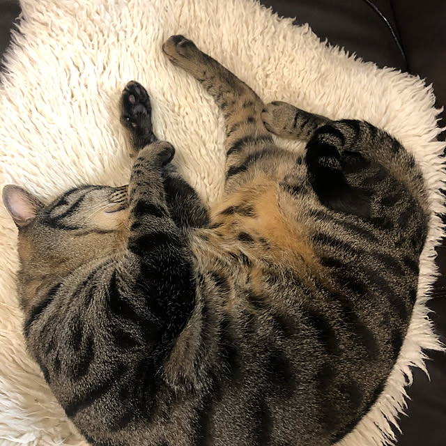 memeko1125さんの実例写真