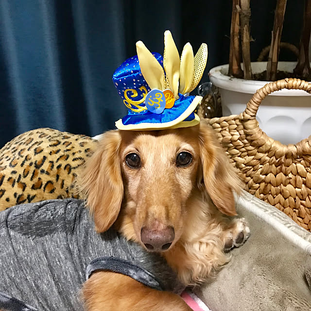 yurincaさんの実例写真
