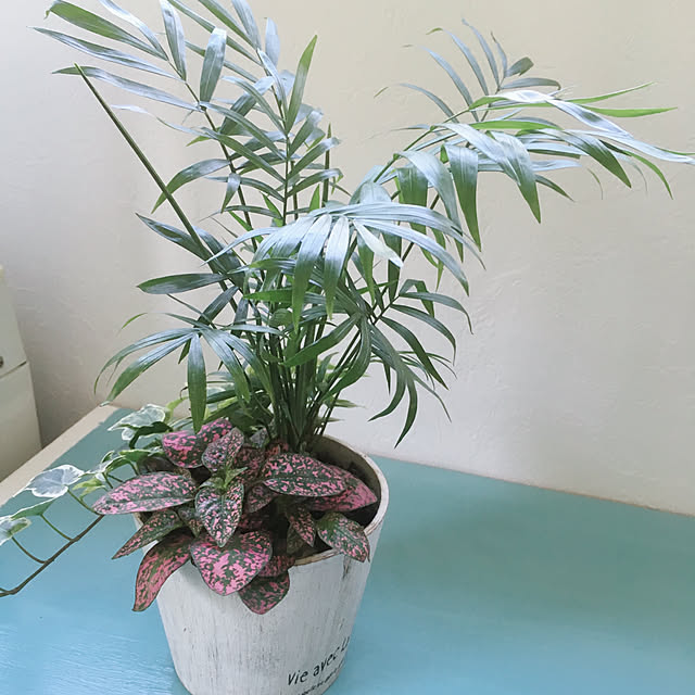 バス/トイレ/観葉植物のインテリア実例 - 2018-06-01 07:50:47