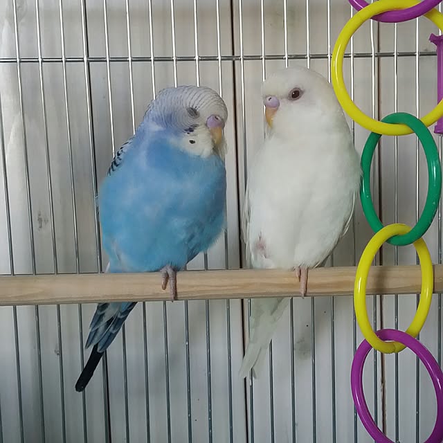 karinさんの実例写真