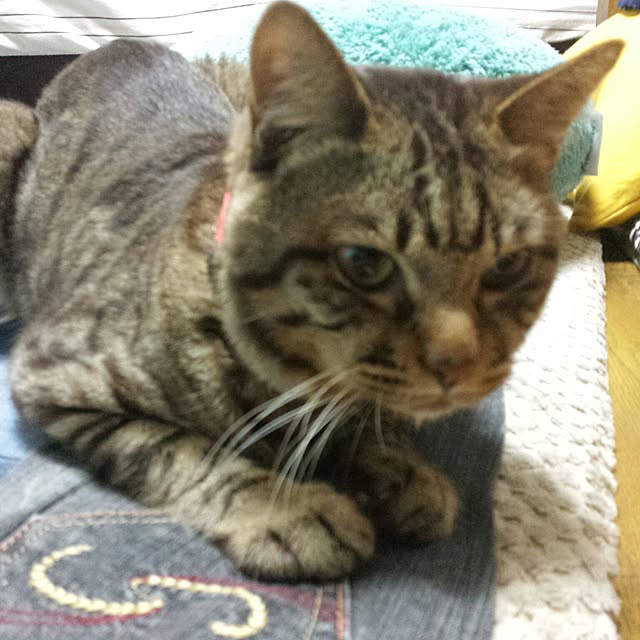 megkeiさんの実例写真
