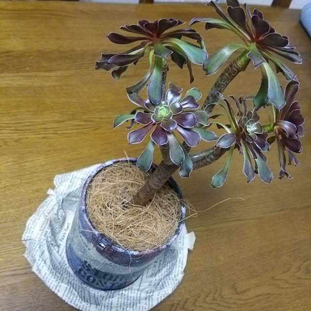 ricoさんの実例写真