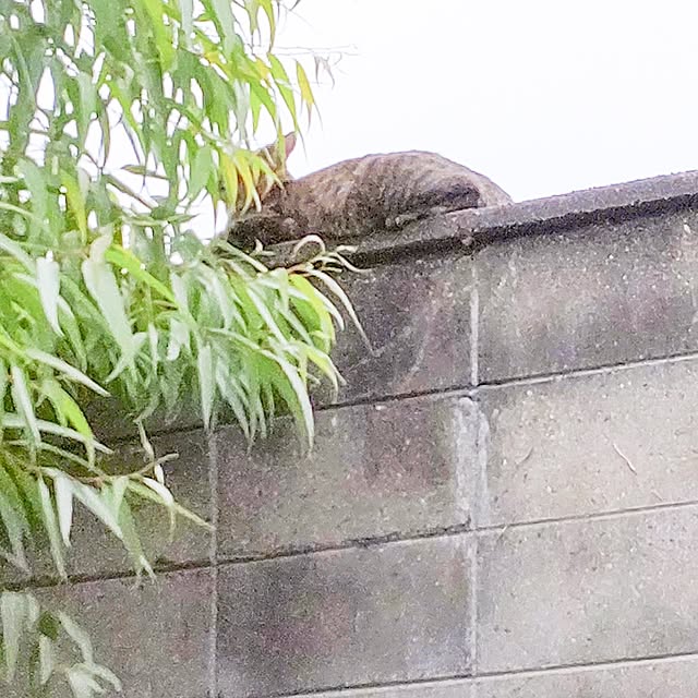 faunさんの部屋