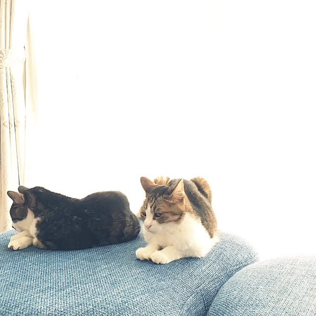kotoriさんの実例写真