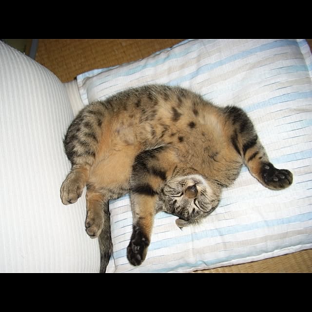 Keikoさんの実例写真