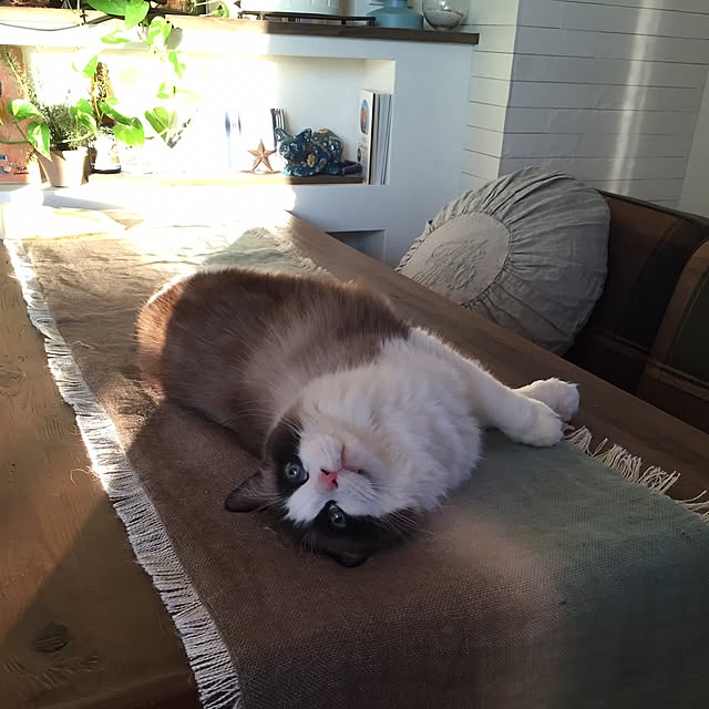 yukimikeさんの実例写真