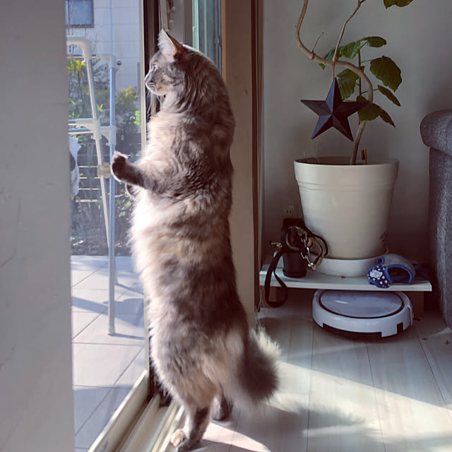 mayumiさんの実例写真