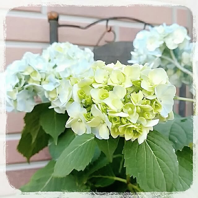 mikaさんの実例写真