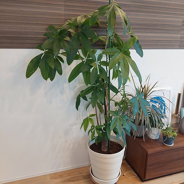 anmomaruさんの部屋