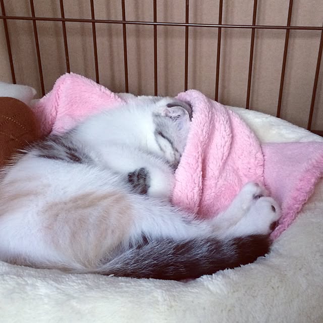 yokkochanさんの実例写真