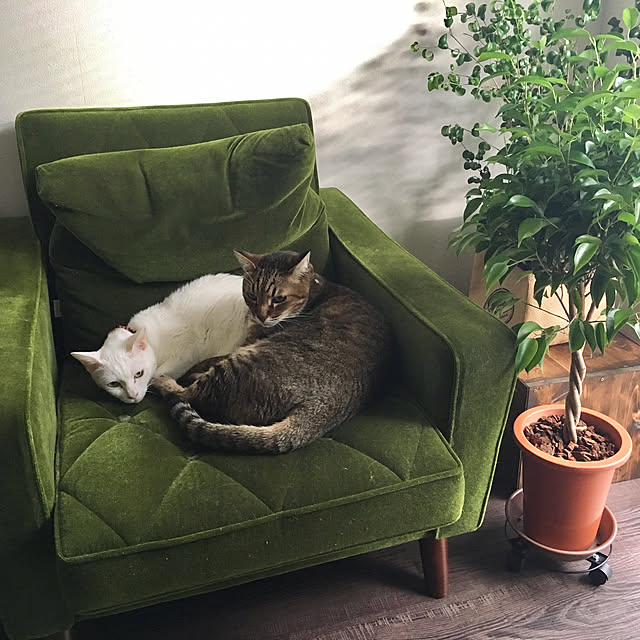 tokotokoさんの実例写真