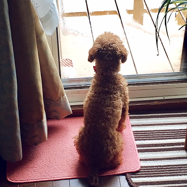 MIYUさんの実例写真