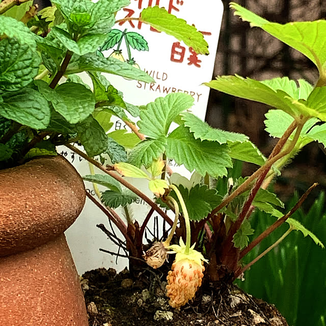 eshinobumさんの実例写真