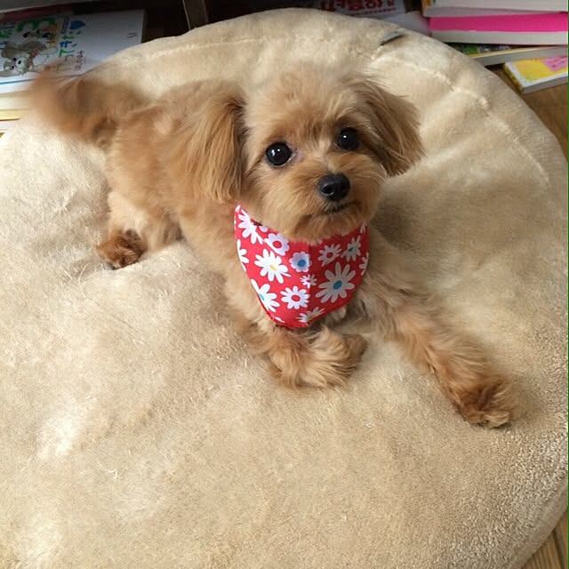 Reniさんの実例写真
