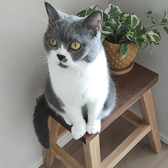 KEIKOさんの実例写真