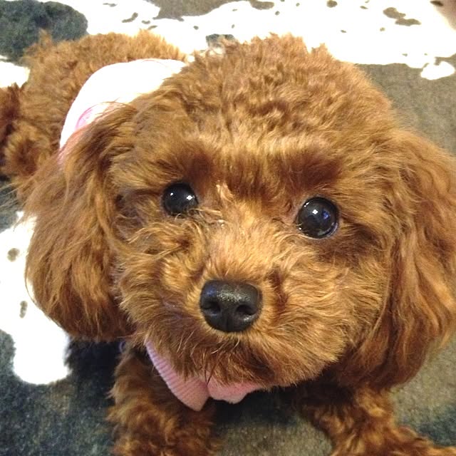 cocoさんの実例写真