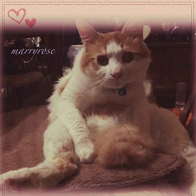 maria.rさんの実例写真