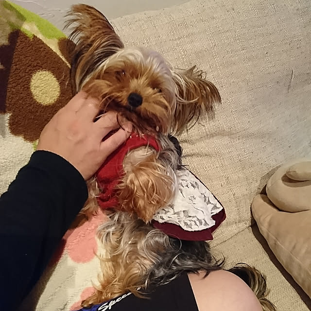 akiさんの実例写真